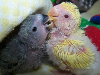 Pareja de bebes agaporni